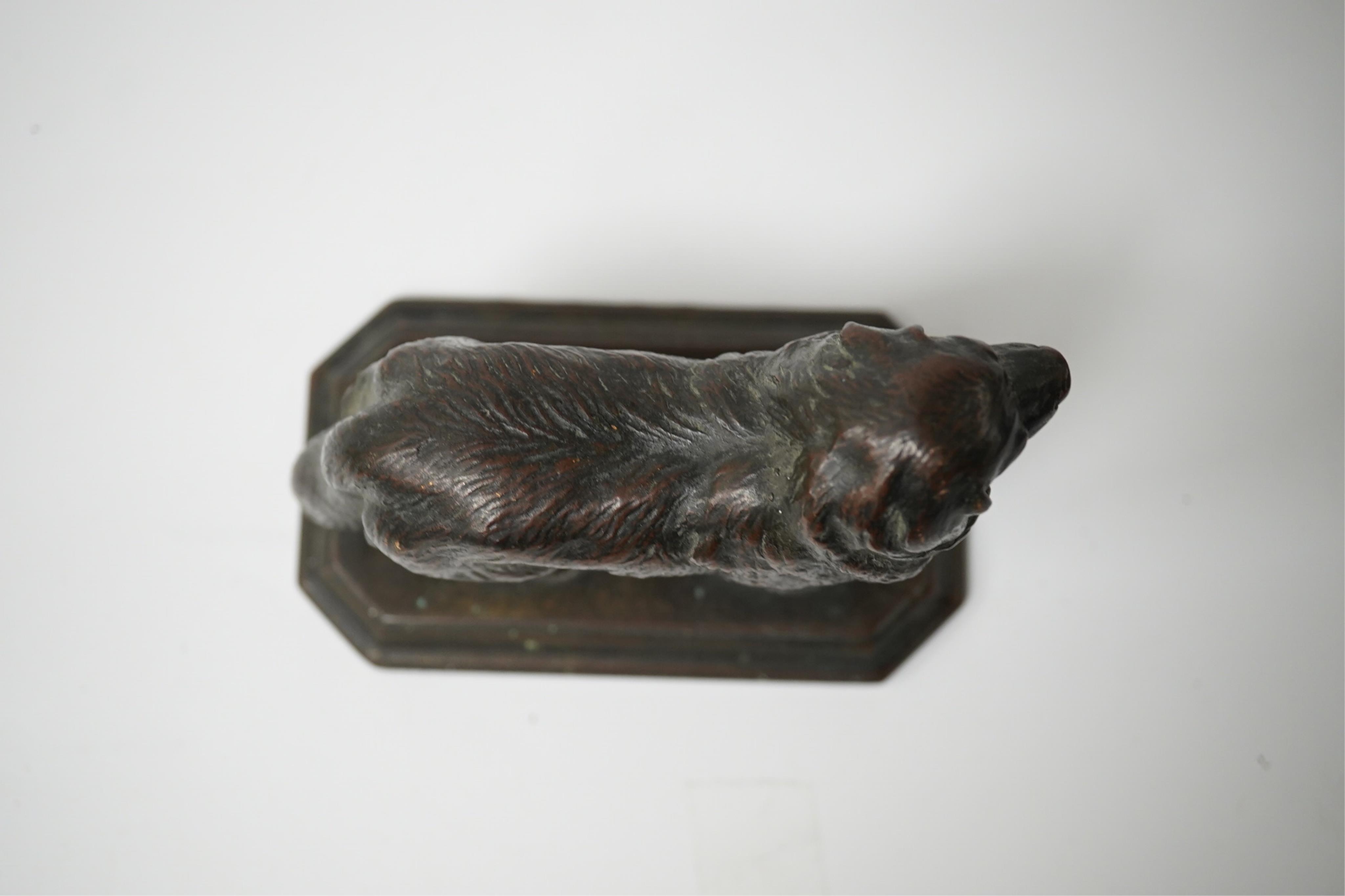 A bronze of a Newfoundland Terrier, inscribed on base Help Scottish KC 1925, 10cm wide. Condition - good